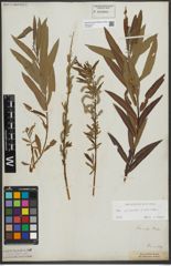 Foto von Salix purpurea L. x Salix viminalis L.